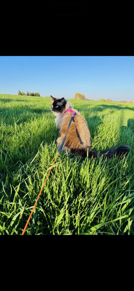 /images/Galeria/Ragdoll Rajongók Rezidenciája/45 Szilvia Lantos.jpg
